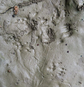 Feet Tell the Story: Family Resemblances Among Small Rodents – Linda J ...