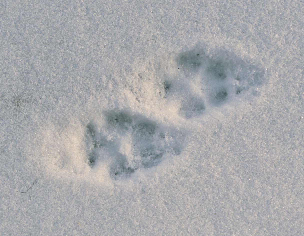 A Gallery of Red Fox Tracks – Linda J. Spielman