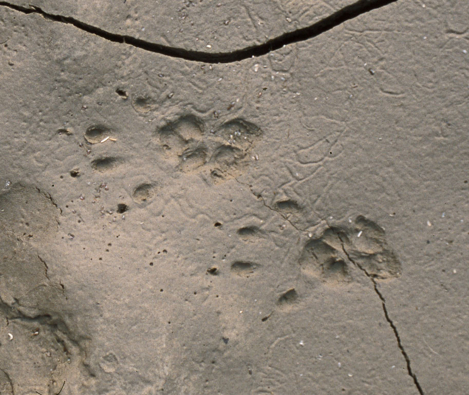 what-do-claw-marks-tell-us-linda-j-spielman